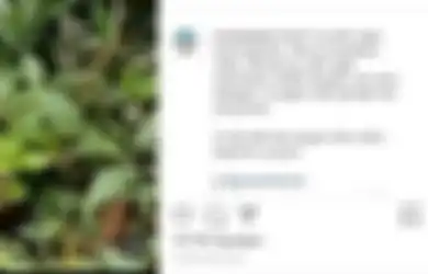 Video Pendaki Viral Pas Nemu Batang Kayu Dipahat Mirip Mr P, Berikut Cerita Lengkapnya