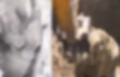 Anak Gajah ini Sungguh Malang setelah Masuk Sumur yang Amat Sempit, Akhirnya yang Terjadi Sungguh Diluar Dugaan!