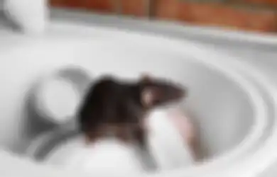 Kesal dengan Kehadiran Binatang Pengerat di Dalam Rumah? Tenang, Coba Usir Tikus dengan Bahan Alami Ini