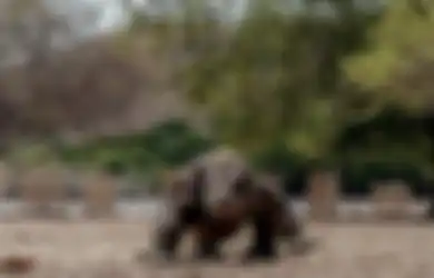 Pembangunan Taman Wisata Premium 'Jurrasic Park' Komodo Indonesia Tetap Berjalan, Bagaimana Nasib Hewan Endemi Indonesia Itu?