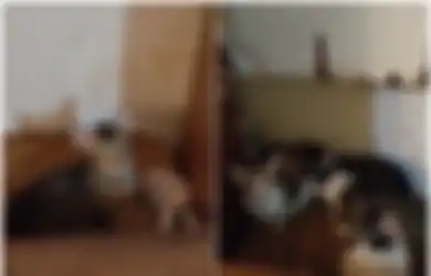 Pemilik Sudah Angkat Tangan, Puluhan Kucing Terus Berkembang Biak hingga Hidup Berjubel di Sebuah Apartemen Sempit, Dibiarkan Kelaparan dan Memangsa Satu Sama Lain untuk Bertahan Hidup!