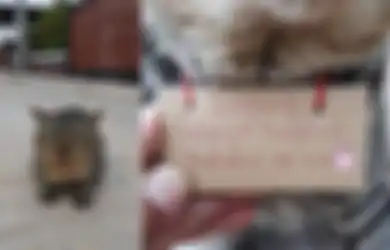 Sungguh Lucu! Kucing Peliharaan Hilang 3 Hari, Tiba-tiba Pulang Bawa Daftar Utang, Kok Bisa?