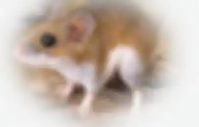 4 Cara Mencegah dan Mengusir Tikus dari Rumah, Mana Paling Efektif?