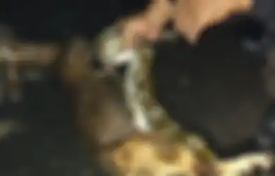 Ular Sanca Sepanjang 5 Meter Telan Bulat-bulat Seekor Kambing, Sempat Kabur Namun Berhasil Ditangkap Warga