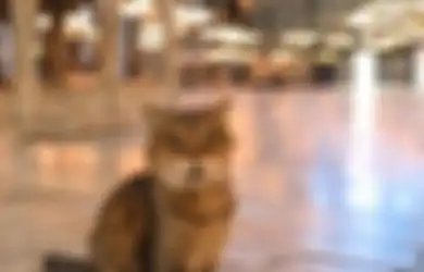 Kucing Gli Penunggu Masjid Hagia Sophia Dikabarkan Mati Akibat Usia