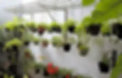 Agar-agar Bisa Dipakai sebagai Penyubur,  Utamanya untuk Tanaman Pot