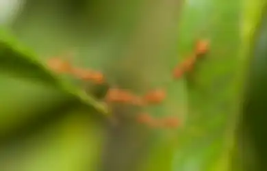 Tukang Kebun Tetangga Sampai Kepo, Ternyata Hama Tanaman Bisa Mati Dalam Sekejap Hanya dengan Rebusan Daun Sirsak, Mau Coba?