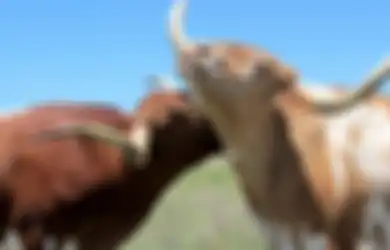 4 Terapi Ekstrim di Dunia, Mulai dari Sperma Banteng Untuk Rambut Hingga Pijat Ular