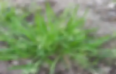 Sumpah Gampang Banget! Rumput Liar yang Tumbuh di Halaman Rumah Langsung Mati Cuma Pakai Garam & Sabun Cuci Piring, Begini Caranya