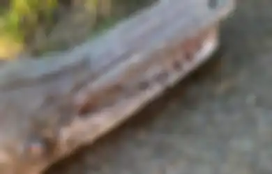 Miliki Hidung Panjang Dilengkapi Puluhan Gigi Tajam, Mahkluk Ini Menghebohkan karena Seperti Ikan Tapi Mirip Buaya, Apa Sebenarnya?