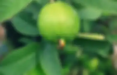 Sering Dianggap Sebelah Mata, 4 Lembar Daun Jambu Biji Ternyata Bisa Dijadikan Ramuan Obat Penyakit Mematikan Ini, Dijamin Manjur!
