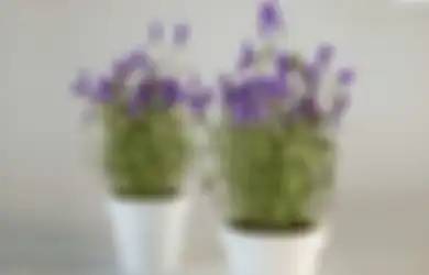 Bikin Lalat Kabur Selamanya, Ternyata Modal Siapkan Lavender dan Cengkeh Mujarab Usir Hama Satu Ini!