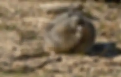 Tikus Lucu Penghuni Arktik yang Jadi Bukti Perubahan Iklim, Kenali Yuk!
