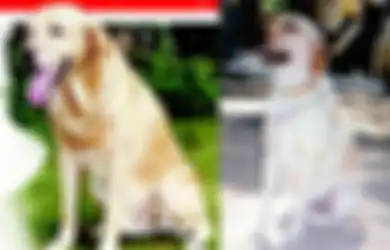 Berhasil Endus 3329 Kg Bahan Peledak, Inilah Zanjeer, Anjing Pelacak yang Selamatkan Ribuan Nyawa Orang India, Pemakamannya Dilakukan Penuh Hormat