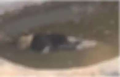 'Ini Menyedihkan dan Kejam', Jelas-jelas Singa Ini Mati di Kolam Kebun Binatang, Tapi Manajemen Berkilah Sang Singa Masih Hidup
