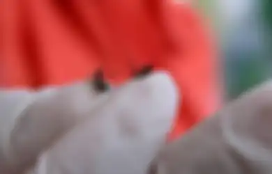 Tips Hidup Cegah Gigitan Nyamuk DBD di Kala Musim Hujan, Kenali Juga Golongan Darah yang Kerap Jadi Incaran para Nyamuk