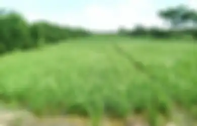 Teknologi China Memang Canggih! Sawah pun Dimodernisasi Seperti Ini hingga Tak Membutuhkan Petani Lagi, Mampu Pangkas Biaya Tenaga Kerja sampai 65 Persen