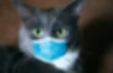 Layaknya Bayi Lahir, Orang Ini Gelar Tasyakuran Setelah Kucing Peliharaannya Melahirkan
