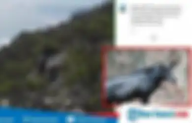 Viral video Penampakan 'Kerbau' Misterius di Lereng Gunung Dempo, Masyarakat Sekitar Percaya Hewan Tersebut Muncul Jika Dipanggil Melalui Ritual, Berikut Bentuknya