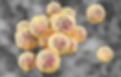 Bakteri Kebal Antibiotik Jadi Ancaman Kesehatan di Tengah Pandemi Virus Corona