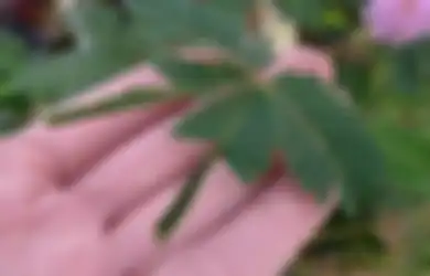 Sering Tumbuh di Pinggir Jalan, Siapa Sangka Daun Putri Malu Bisa Jadi Penawar Sakit hingga Obat Kuat Jika Diolah dengan Cara Ini, Buktikan Sendiri di Rumah!