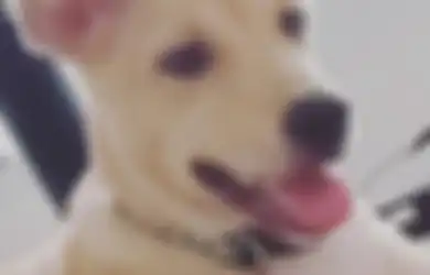 Suka Piara Anjing? Ini Satu Lagi Kepintarannya, Bisa Deteksi Panas!