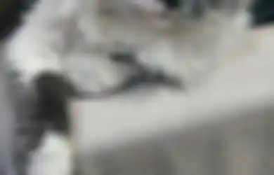 Jaga Kesehatan Anjing dan Kucing, Kenali Vaksin yang Wajib Diberikan