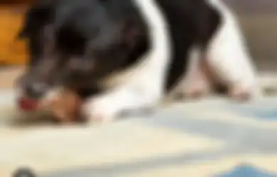 Anjing Piaraanmu Tak Nafsu Makan? Ini 7 Hal yang Bisa Jadi Penyebab