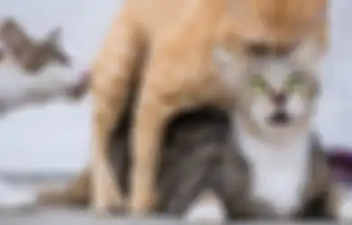 10 Mitos Kucing yang Beredar di Masyarakat, Mendengkur Saat Itu Artinya Dia Gak Hepi