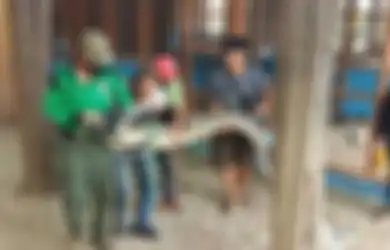 Heboh, Buaya Sepanjang 2,9 Meter Masuk di Parkiran Mal, Sedang Mencari 'Harta Berharga' Ini?