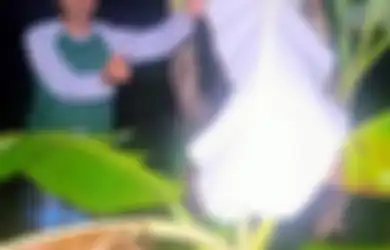 Aneh Tapi Nyata, Inilah Fenomena Langka Saat Pohon Pisang Berdaun Putih Hebohkan Warga Jember, Apa yang Terjadi?