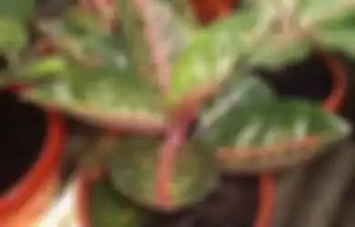 Ingin  Tambah Penghasilan dari Aglaonema? Cara  Meninggikan Harga Jual