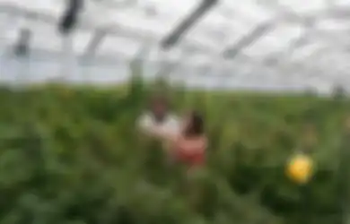 Kontrol Lagi Ketat, Ganja Dihapus dari Daftar Obat-Obatan Paling Berbahaya di Dunia