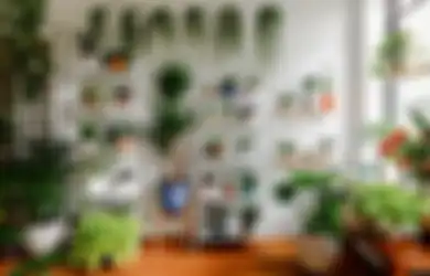 Cara Selamatkan Tanaman Indoor yang Busuk Akar, Jangan Langsung Buang!