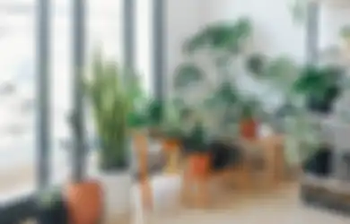 Daun Tanaman Indoor Mengeluarkan Air Terus, Nornalkah? Cek Sebabnya!