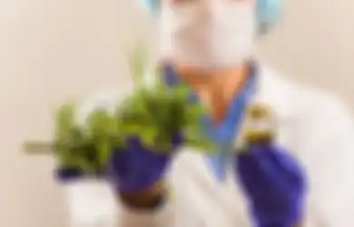 PBB Restui Ganja Tak Lagi Masuk Daftar Obat Berbahaya dan Dukung Penggunaannya Untuk Kepentingan Medis, Bagaimana dengan Indonesia