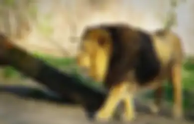 Curiga Tak Ada Raungan Singa di Pagi Hari, Penjaga Kebun Binatang ini Dapati 16 Singa Mati Mengenaskan dengan Wajah yang Terpotong