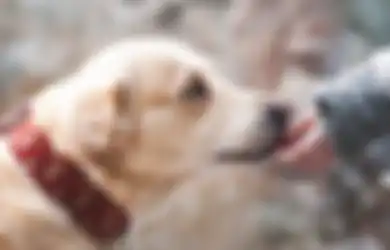 Bingung Memberi Nama Anjing Peliharaanmu? Pertimbangkan Ini!