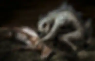 Udah Kayak Cerita Horor, Puluhan Kambing di Jawa Barat Mati Misterius, Warga Ngaku Liat Hewan Penghisap Darah Mirip Anjing