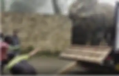 Video Dinosaurus Turun dari Truk Bikin Gempar, Begini Fakta Sebenarnya
