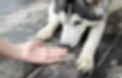 Pelihara Anjing di Rumah? Teriakan dan Sering Menghukum Berpengaruh pada Kebahagiaannya