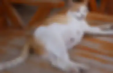 Suka Gemes Kalo Tidur Bareng Kucing, Tapi Waspadai 4 Risikonya guys!