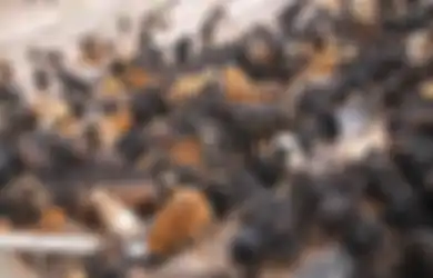 Beratnya Bisa Capai 91 Kg, 160.000 Ekor Anjing Liar Tibet yang Ganas Membahayakan Populasi Makhluk Lain, Termasuk Manusia dan Macan Tutul Salju!