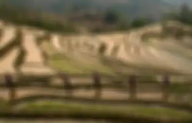 Sementara Lahan Sawah Terus Menyusut di Indonesia, Sekarang China Tengah Memperluas Area Persawahannya hingga Sebesar Republik Irlandia!