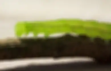 Bikin Heboh, Bentuk Kepala Ulat yang Viral di TikTok Ini Disebut Mirip Alien, Dosen UGM Buka Suara