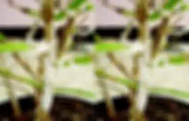Aneka Tips Harian, Kerap Menyerang dan Bikin Tanaman Rusak, Simak Cara Membasmi Kutu Putih pada Aglonema