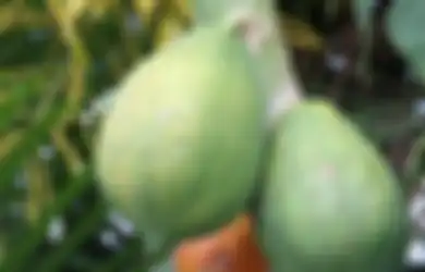 Enggak Perlu Buang Uang Lagi ke Apotek, Cukup Rutin Makan Pepaya Muda Setiap Hari, Dijamin Sederet Penyakit Ini Bisa Teratasi