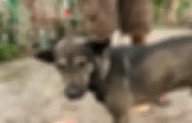 Suara Gonggongannya Bak Memberi Pertanda Sesuatu, Tak Disangka Anjing Tersebut Ingin Menunjukkan Pemandangan yang Sangat Memilukan Ini