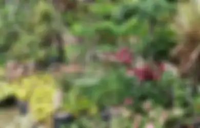 Hobi Berkebun? Ini  Sentra Tanaman di Jabodetabek Wajib Disambangi