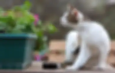 Kucing Peliharaanmu sering Menyemprotkan Urin? Ternyata Ini Alasannya!